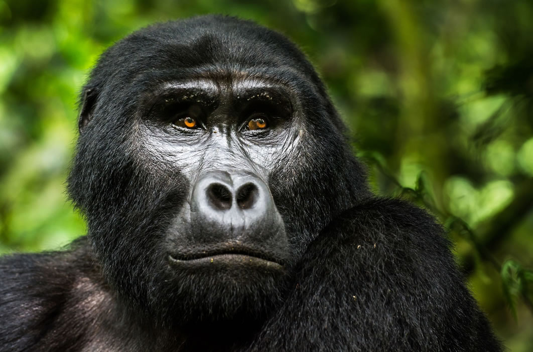 Gorilla trekking in Bwindi Forest national Park