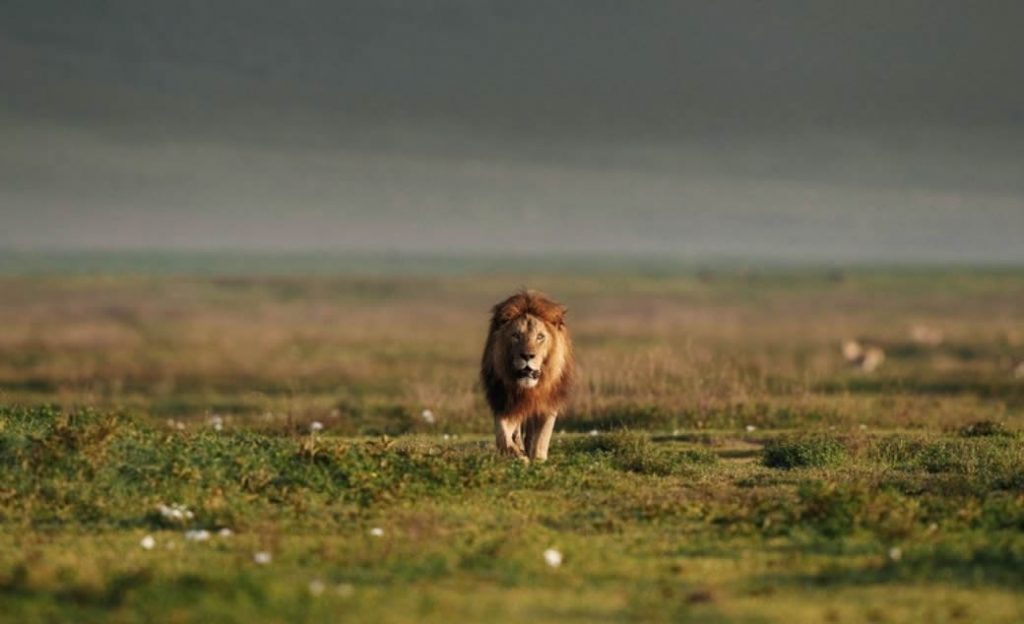 Ngorongoro