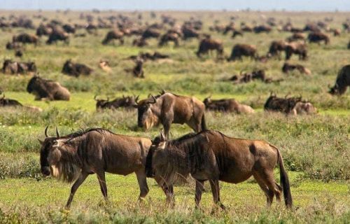 Wildebeests in Serengeti