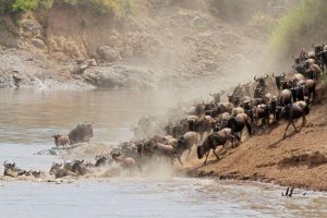 Wildebeest Migration Maasai Mara