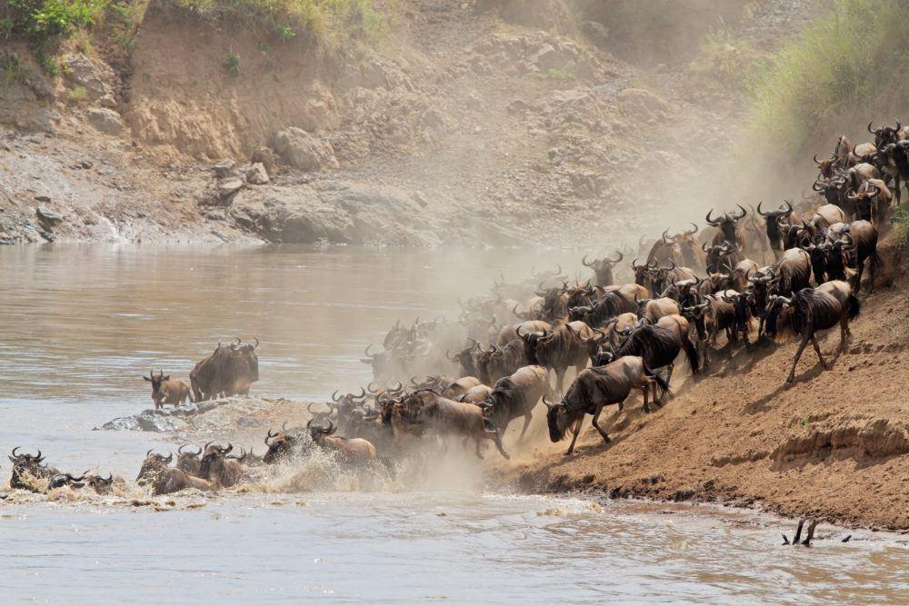 Wildebeest Migration Maasai Mara