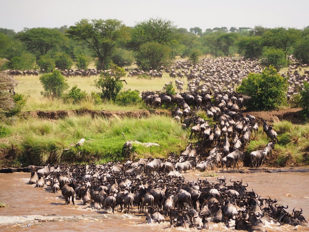 Wildebeest Migration Serengeti Tanzania