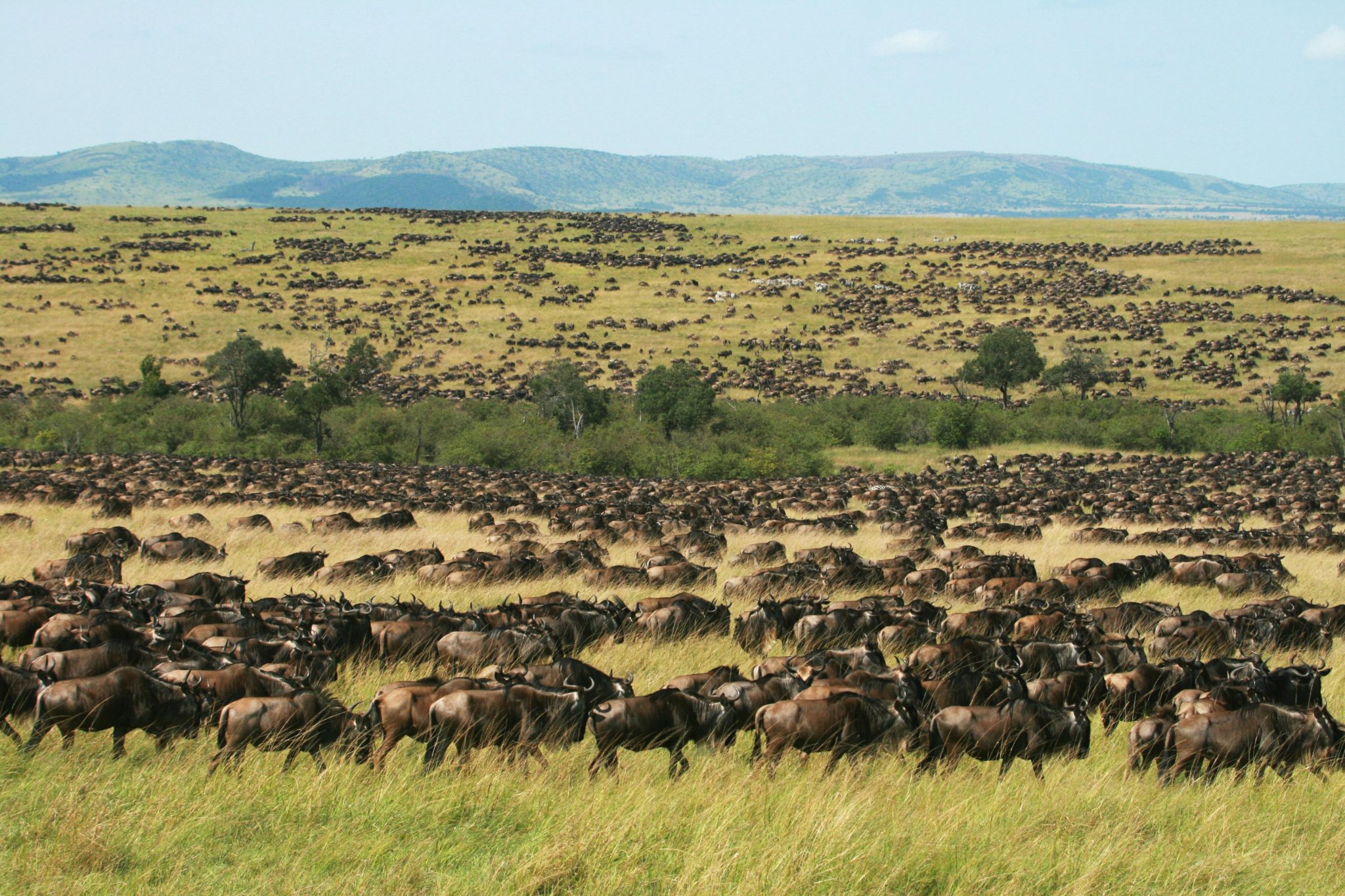 Masai Mara National Reserve Kenya Travel Guide And Safaris   Wildebeest Migration In Maasai Mara 2048x1365 