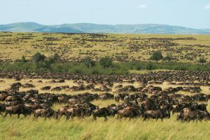 wildebeest migration in Maasai Mara