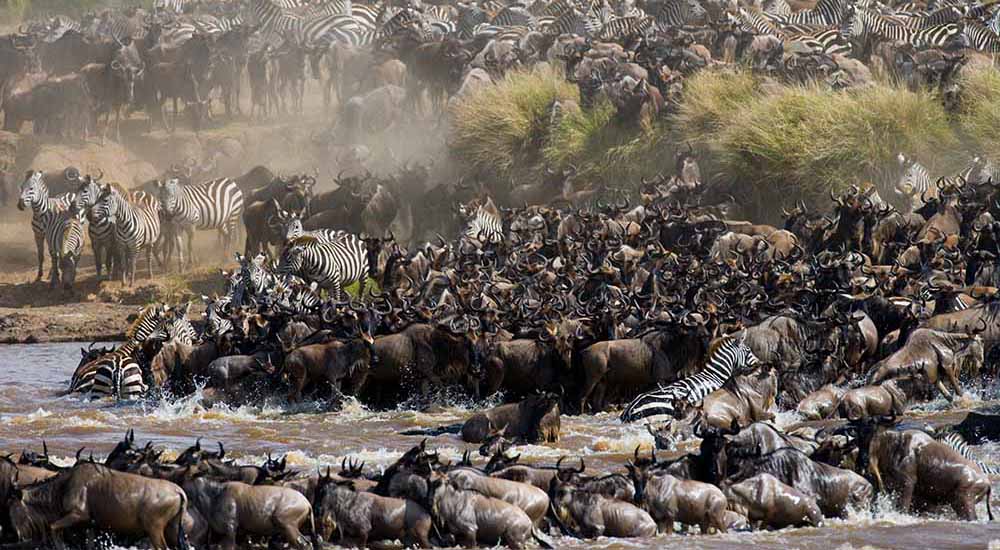 Great Wildebeest Migration