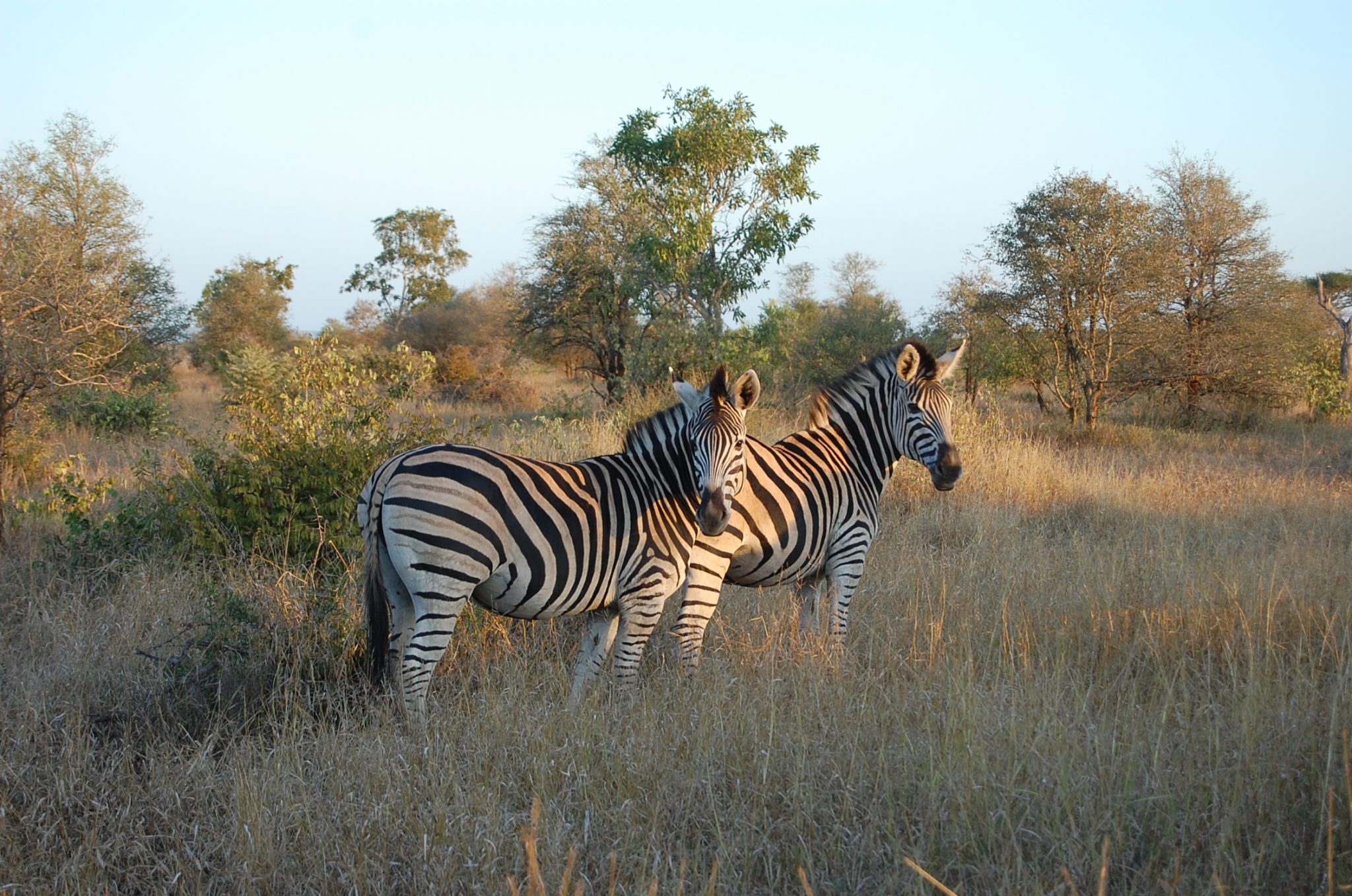 Kruger National Park One Of The Largest Game Reserves Africa