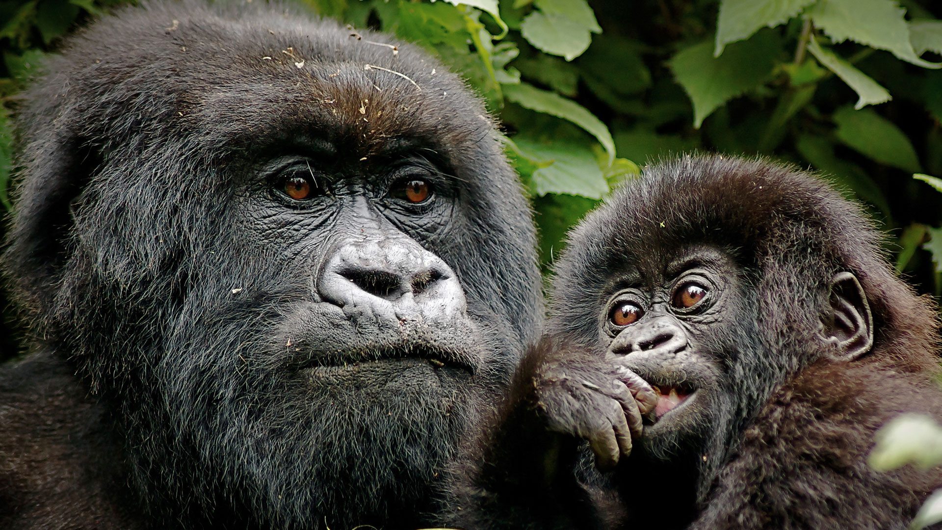 Gorillas in Volcanoes National Park Rwanda