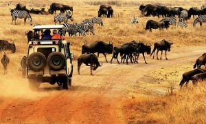 Wildlife Game Viewing in Kenya