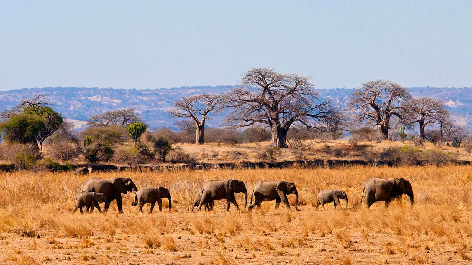 Tarangire National Park 