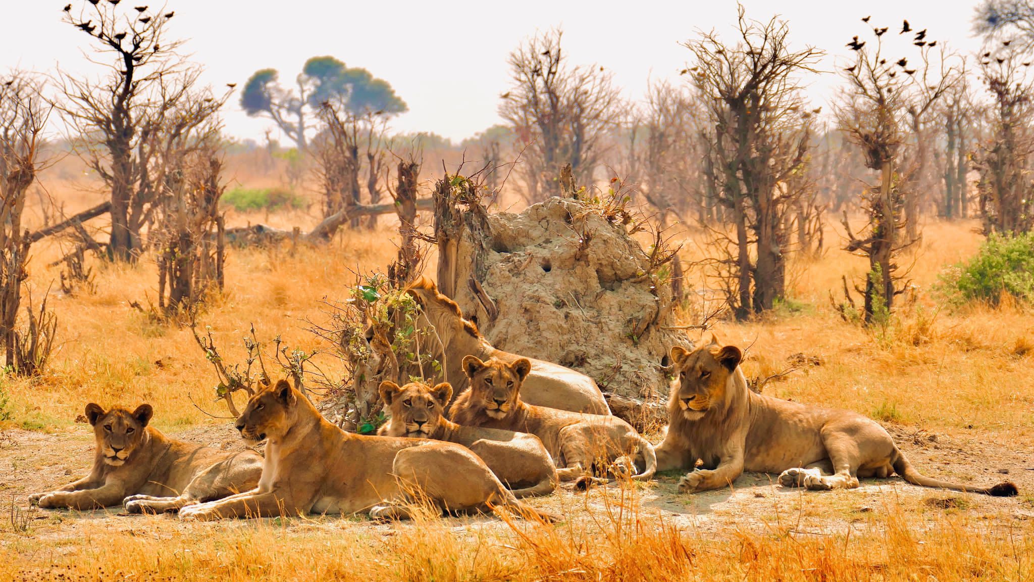 Tanzania Safari Photo