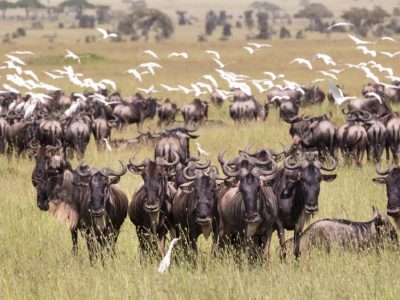 seronera great wildebeest migration central Serengeti