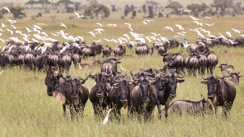 seronera great wildebeest migration central Serengeti