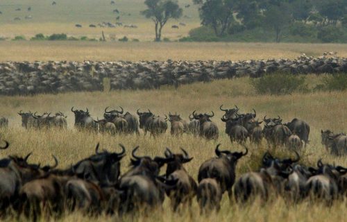 wildebeest migration Tanzania