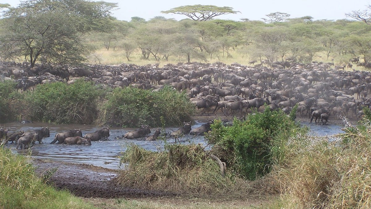 Seronera River in Serengeti Tanzania