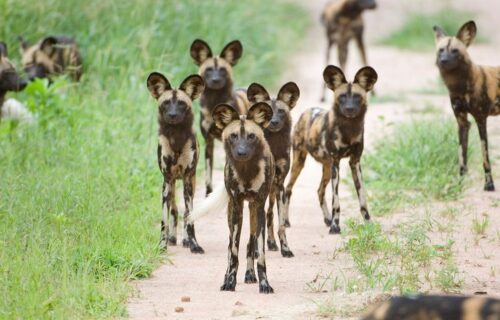 Luxury Safaris Tanzania High End African Safari Experts.